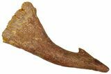 Bargain, Fossil Sawfish (Onchopristis) Rostral Barb - Morocco #250913-1